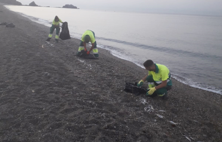 Operarios de limpieza de Almucar retiran casi 300 kilos de peces muertos de la playa San Cristbal
